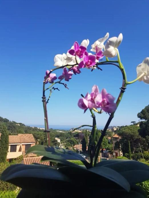 Appartement Hameau du soleil à Cavalaire-sur-Mer Extérieur photo